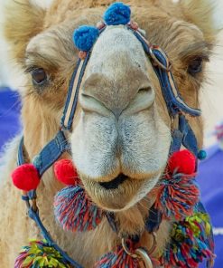 Arabian Camel paint by numbers