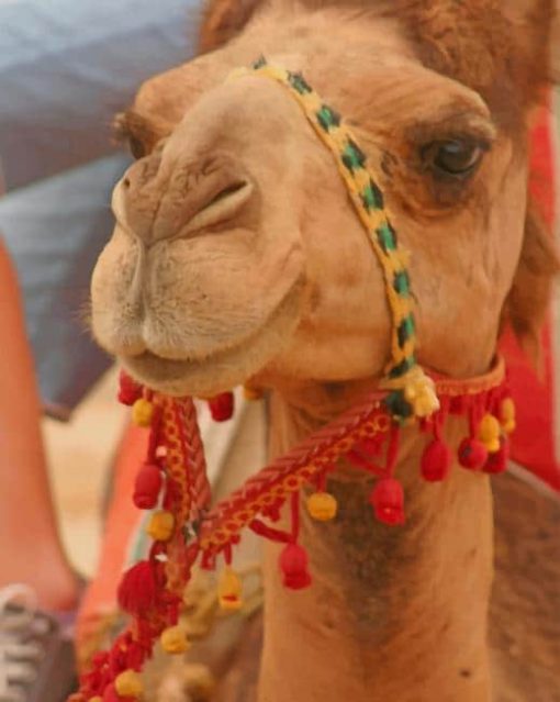 Cute Arabian Camel paint by numbers