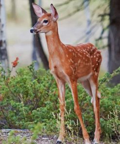 Baby Deer paint by numbers