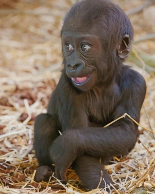 Baby Gorilla paint by numbers