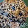 Baby Leopard paint by numbers