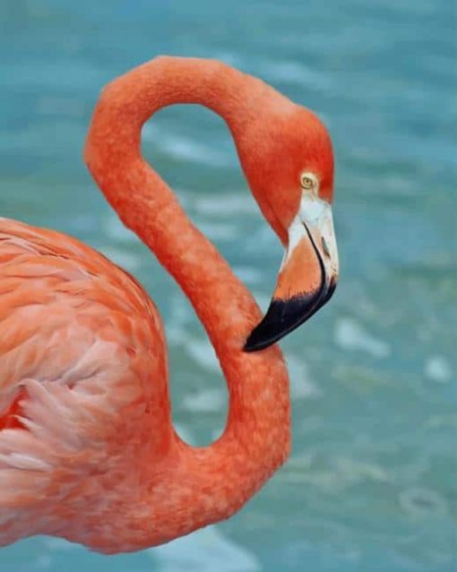 Beautiful Flamingo paint by numbers