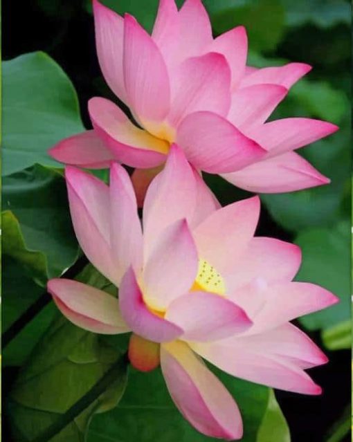Beautiful Lotus Flowers paint by numbers