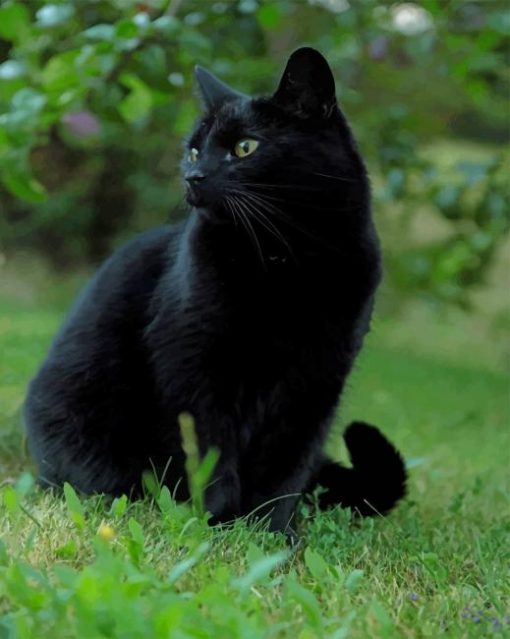 Black Cat In The Grass paint by numbers