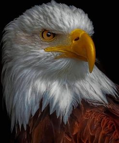 Eagles - Paint by numbers - NumPaint - Paint by numbers