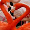 Cute Flamingos paint by numbers