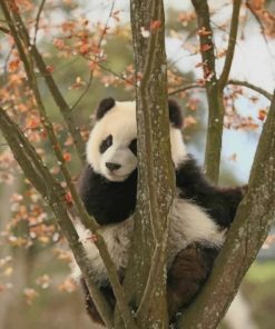 Cute Panda On A Tree paint by numbers