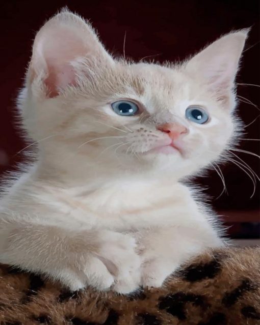 Cute White Baby kitten paint by numbers