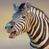 Cute Zebra paint by numbers