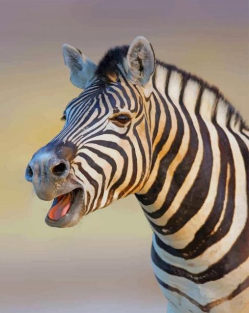 Cute Zebra paint by numbers