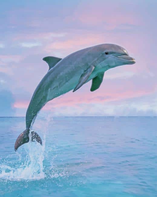 Dolphin Coming Out Of Water paint by numbers