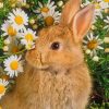 Domestic Rabbit paint by numbers
