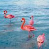 Flamingos In Beach paint by numbers