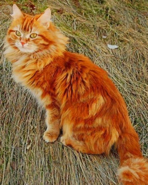 Fluffy Ginger Cat paint by numbers