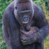 gorilla and her baby paint by numbers