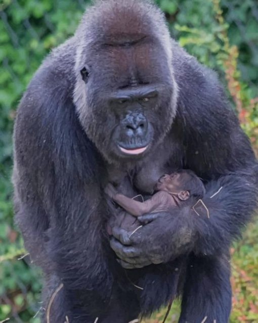 gorilla and her baby paint by numbers