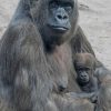 gorilla Mother And Her baby paint by numbers