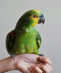 Green Bird Pet paint by numbers