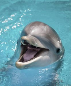Happy Dolphin paint by numbers