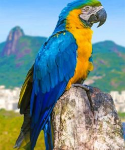 Blue Macaw Parrot paint by number paint by numbers