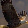 Majestic Bald Eagle Flying paint by numbers