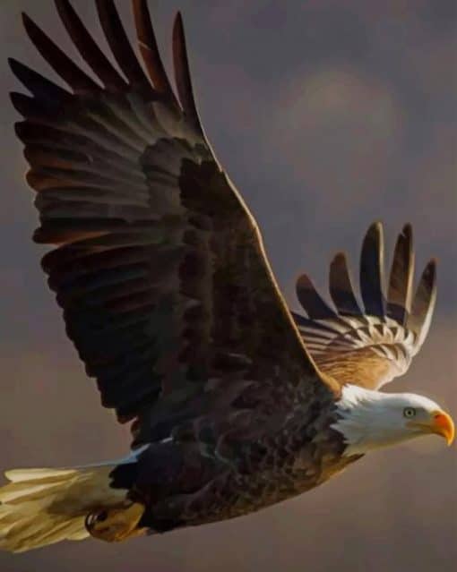 Majestic Bald Eagle Flying - Birds Paint By Numbers - NumPaint - Paint ...
