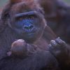 gorilla Mother And baby paint by numbers