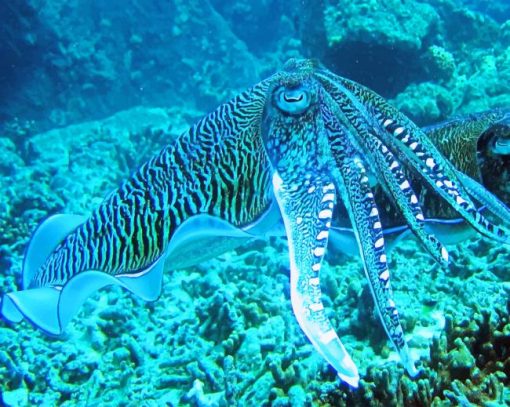 Octopus Deep Sea paint by numbers
