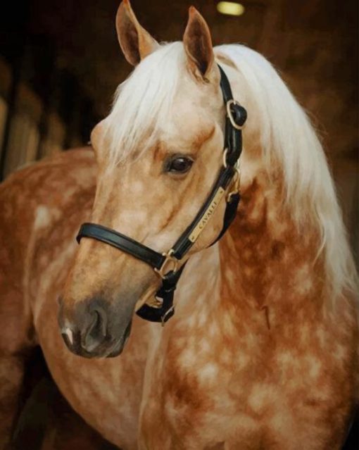 Palomino Horse paint by numbers