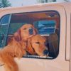 Puppies In Car paint by numbers