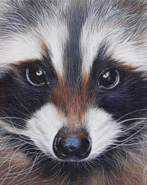 Racoon Portrait paint by numbers