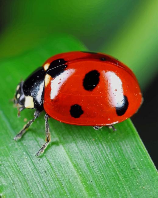 Red And Black Coccinelle - Insects Paint By Numbers - Num Paint Kit