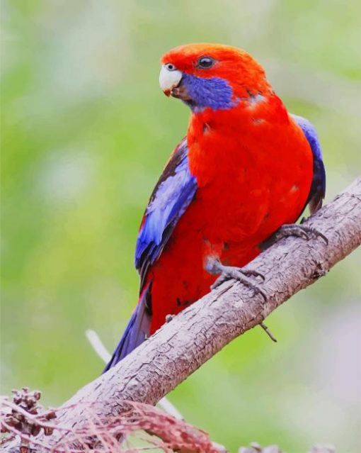 Red Crimson Rosella paint by numbers