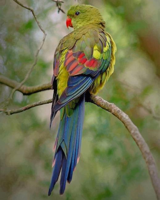 Regent Parrot - Birds Paint By Numbers - NumPaint - Paint by numbers
