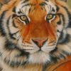 Siberian Tiger paint by numbers