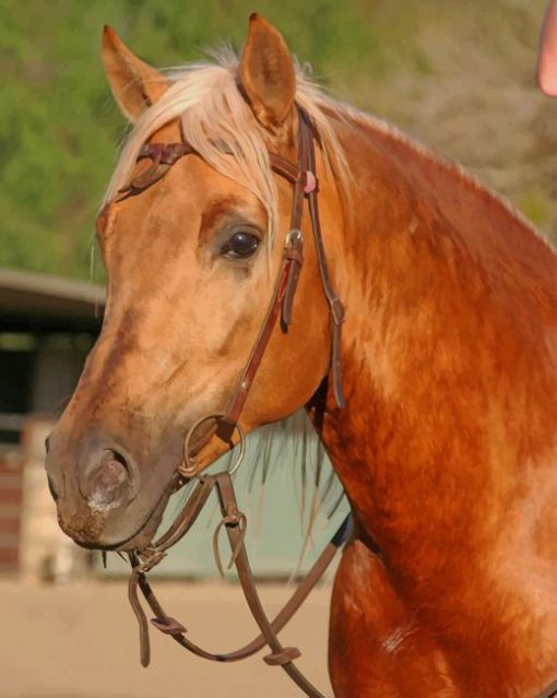 Sorrel Brown Horse paint by numbers