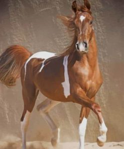 Sorrel Horse paint by numbers