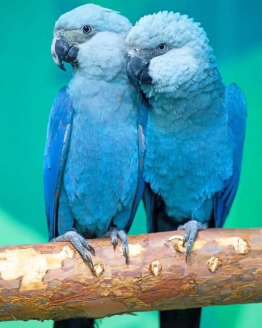 Spix's Macaw paint by numbers