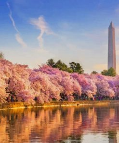 The Cherry Blossoms In DC paint by numbers