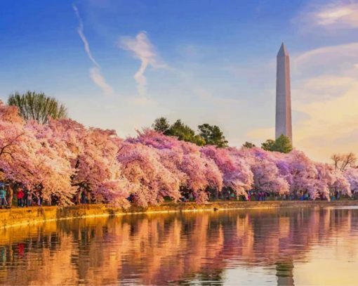 The Cherry Blossoms In DC paint by numbers