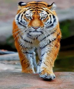 Tiger Walking paint by numbers