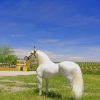Lipizzan White Horse paint by numbers