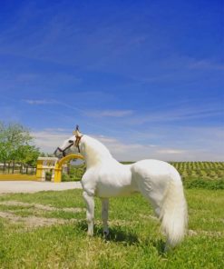 Lipizzan White Horse paint by numbers