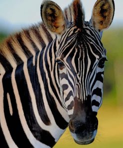 Zebra Animal paint by numbers