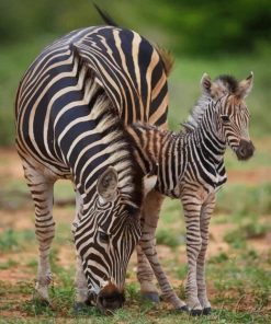 Zebra And Foal paint by numbers