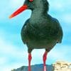 African Black Oystercatcher paint by numbers