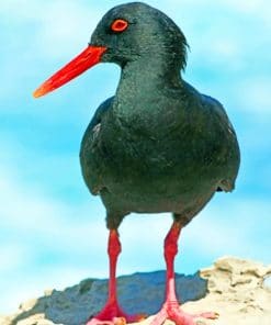 African Black Oystercatcher paint by numbers