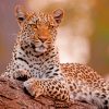 African Leopard paint by numbers