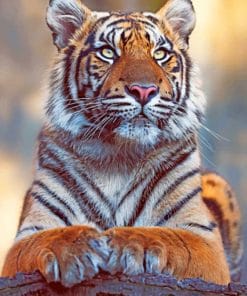 Bengal Tiger Animal paint by numbers