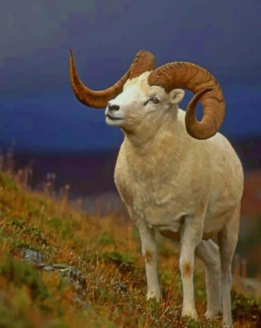 Bighorn Sheep paint by numbers